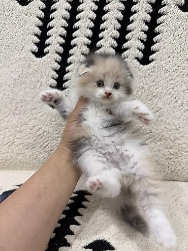 Кошки: Скотиш Фолд (Шотландская вислоухая), 2 месяца, Девочка, Приучена к лотку — 3