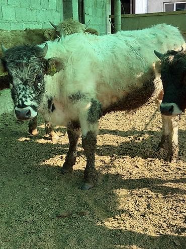 Башка жаныбарлар: Сатам | Бука (эркек) — 6