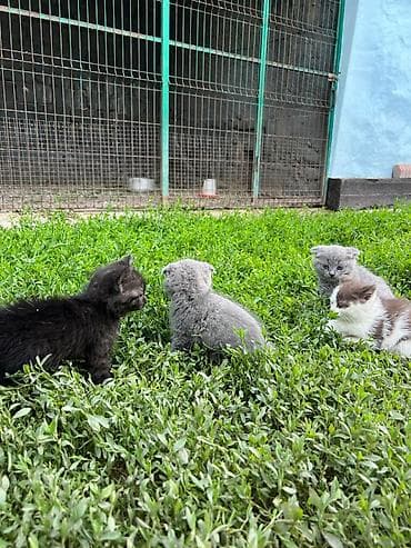 балык малёк: Продам породистых котят,привиты проглистованы, приучены к лотку, едят — 5