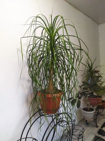 гул: Нолина, Бакарнея Продаю шикарное комнатное, офисноедля ресторанов и — 1