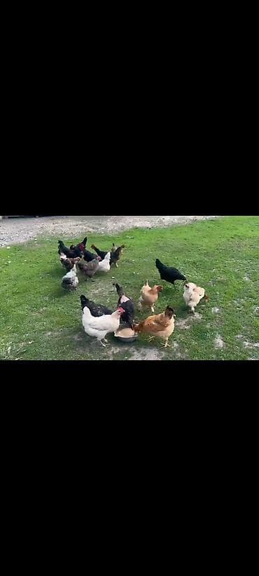 утки белые: Продаю | Куры | Домашняя | Несушки — 1