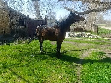 домашние птицы: Продаю | Конь (самец) | Для разведения, Рабочий — 4