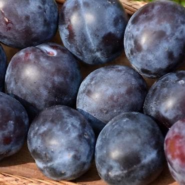 боровая матка: Саженцы сливы. Крупный эндемичный сорт. Не требует химической — 1