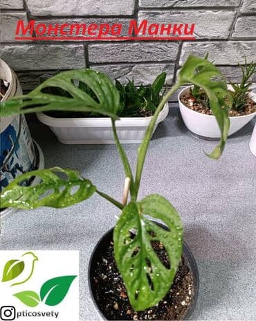 цветы оптом для бизнеса бишкек: Продаю комнатные цветы в ассортименте: Дримиопсис. Маранта Мостера — 4