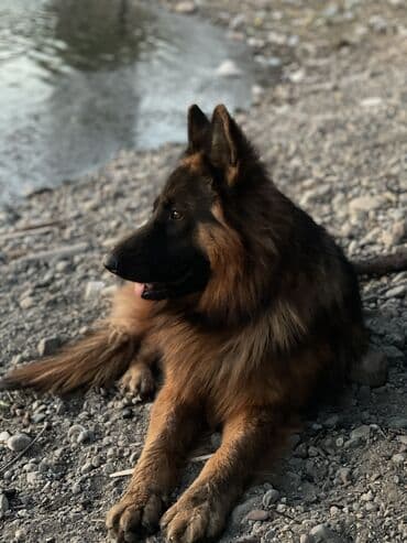 охотничьи собака: Ит кууту: Немис овчаркасы, Эркек, 2 жаш, Ит тегин тастыктоочу документ — 1