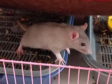 клетка для крысы: В хорошие руки, продаются ласковые крысята. Остался один серый — 1