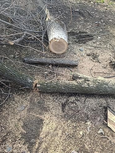 услуга обрезка деревьев: Профисанальная вырубка, обрезка деревьев — 4