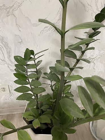 aloe vera: Замиокулькас с высотой примерно 100 см или даже чуть больше. Цена — 2