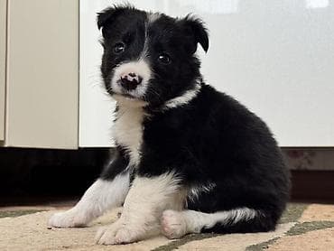 собака щенки: Колли, 1 месяц, Самка — 2