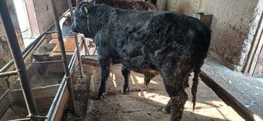 французкий бульдог цена: Продаю | Бык (самец) | На откорм | Привязанные — 8