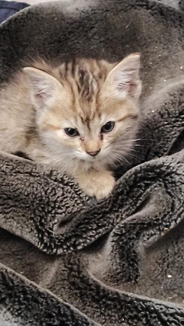 Котята домашние, два месяца им, начали кушать самостоятельно. Котята at lalafo.kg Котята домашние, два месяца им, начали кушать самостоятельно. Котята