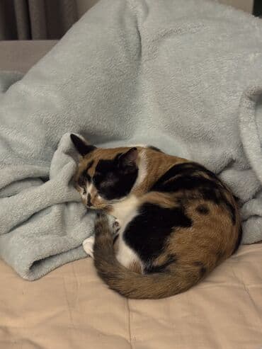 кошки рыжие: 3 месяца, Девочка, Черепаховый, Приучена к лотку, Проглистована — 7