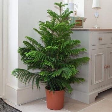 малина кочот бишкек: Продам эффектную араукарию — живое хвойное дерево, которое станет — 1