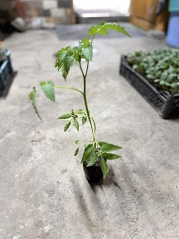 Платная доставка, Самовывоз — 3