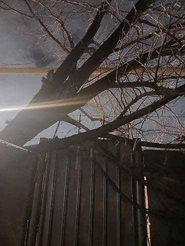 дрова пилю: Отдам даром дерево — 2