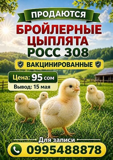Животные: Продаю | Цыплята | РОСС 308 | Несушки, Для разведения, На забой — 1