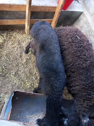 продаю дакана: Продаю | Баран (самец) | Романовская | Для разведения — 2