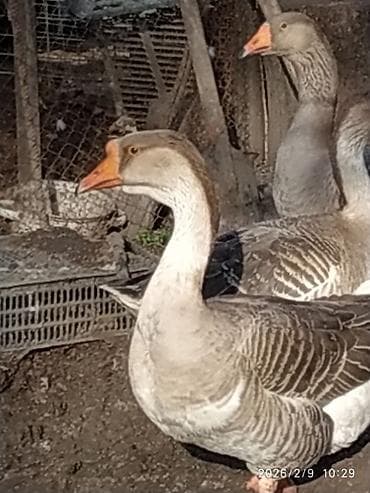 овце матки: Продаю гусей,возраст 9 месяцев,начинают нести яйца,порода — 1