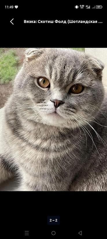 кошка вислоухие: Предлагается к вязке шотландская вислоухая кошка (скоттиш-фолд) с — 2