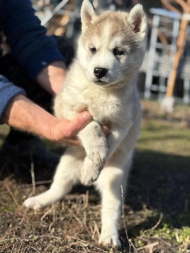 Мышыктар: Хаски, 1 айлык, Ургаачы — 6