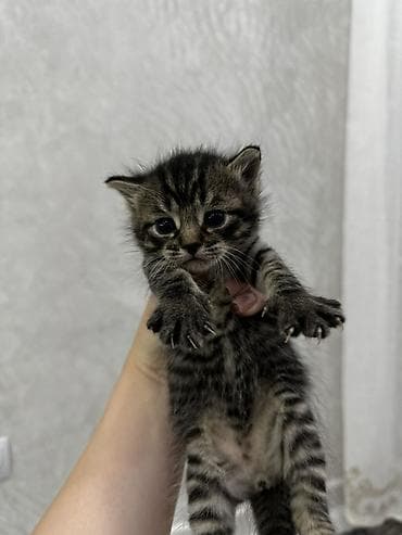 американская вислоухая кошка: 1 месяц, Мальчик, Приучена к лотку — 3