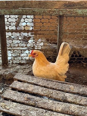 черепаха живая: Продаю | Куры, Петух — 2