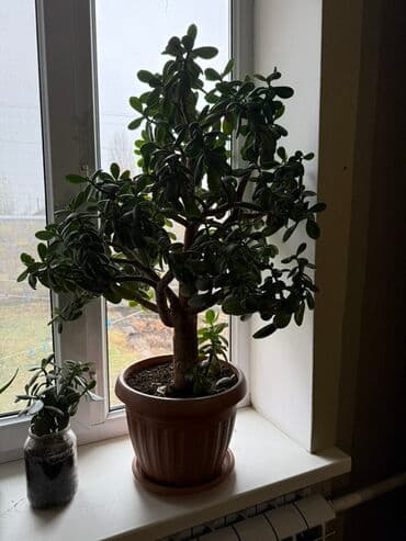 шкафчик с зеркалом в ванную: Крупные комнатные растения в горшках 1) Толстянка (денежное дерево) - — 3