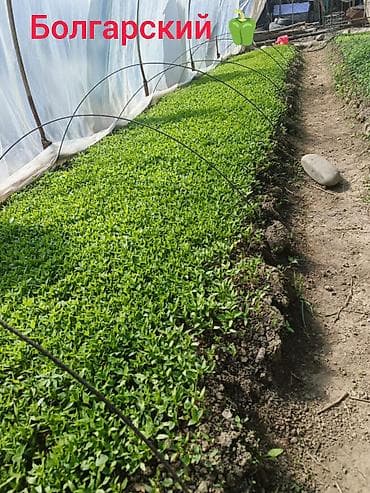 Рассада сладкого болгарского перца — высший сорт. - Тепличное — 2