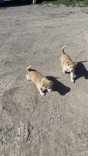 собака кант: Продаются щенки пол крови им по 2месяцев мама хатико папа лайка Кому — 1