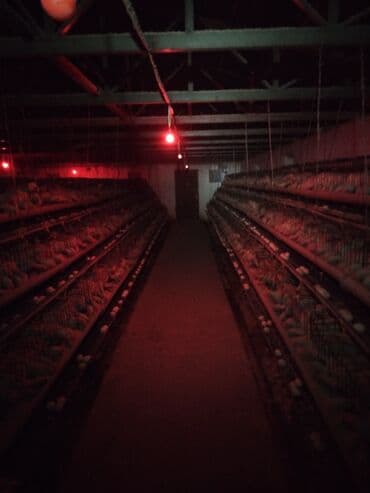 Продаю Птицеферма, 10 соток, Действующий, С оборудованием, Электричество, Канализация, Отопление at lalafo.kg Продаю Птицеферма, 10 соток, Действующий, С оборудованием, Электричество, Канализация, Отопление