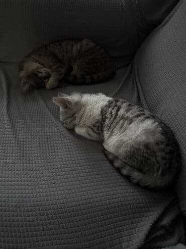 домик для кошек: Кошка даром: Беспородная, 3 месяца, Девочка, Приучена к лотку, Проглистована, С прививками — 2