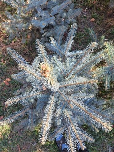 саженцы хвойных пород: Саженцы деревьев: Ели — 2