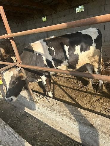 кен булун: Сатам | Бука (эркек) | Бордоп семиртүү үчүн | Байланган — 1