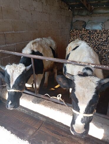 питбуль щенок: Продаю | Бык (самец) | Симментальская, Голштин | На откорм | Осеменитель, Племенные — 3