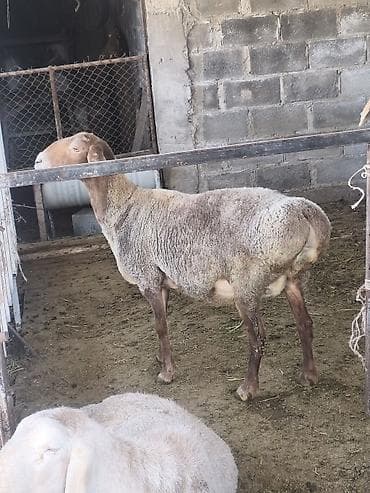 булдок сабака: Продаю | Овца (самка) | Для разведения | Матка — 2