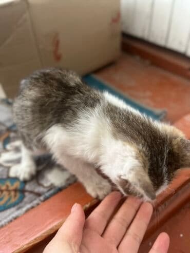 Мышыктар бекер берем, алып кетиниздер. Кызыл-Кыя шаары Домашний