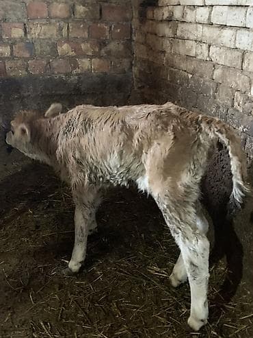 кой соебуз: Продаю | Тёлка, Музоо, торпок | Для молока | Искусственник — 1