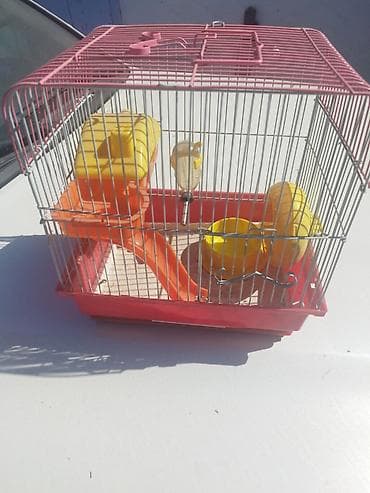 товары для кошек бишкек: Клетка для хомяка/мыши с комплектом аксессуаров. Характеристики и — 1