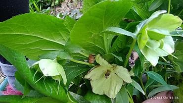 черный принц цветок: Пион древовидный (Paeonia suffruticosa), сорт с крупными — 4