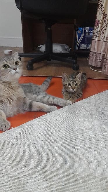 Скотиш Страйт (Шотландиялык тик кулактуу), 3 айлык, Ургаачы, Лотокко барууга үйрөтүлгөн — 2