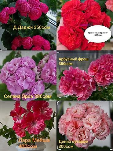 51 роза: Пеларгонии (герани) редких сортов в горшках. Яркие махровые соцветия — 2