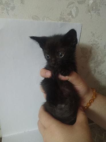 Мышыктар: Котята, помёт разноокрасочный: - Черный короткошёрстный котёнок с — 1