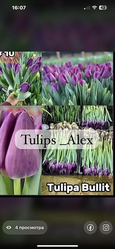 Садовая мебель: Тюльпаны оптом — 2