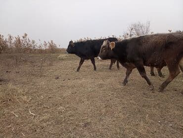 Иттер: Сатам | Бука (эркек) | Аргын | Бордоп семиртүү үчүн | Байланган — 6