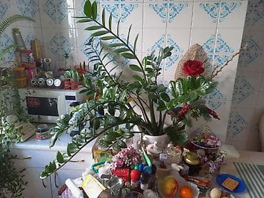 деревия: Замиокулькас (долларовое дерево) в кашпо - Крупное комнатное растение — 3