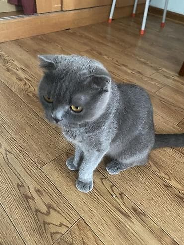 Кошки: Шотландские вислоухие котята - Порода: Scottish Fold (вислоухие). - — 3