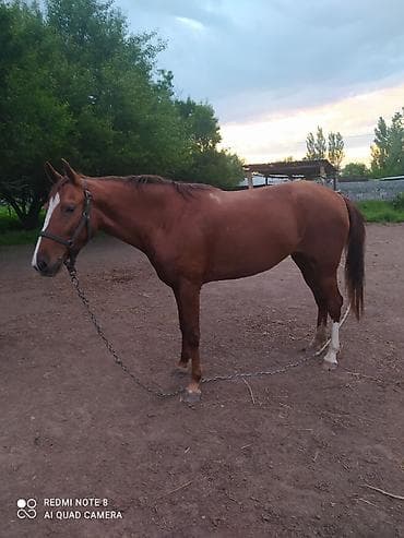 улар сатылат: Сатам | Бээ (ургаачы) | Дончак | Жумушка — 2