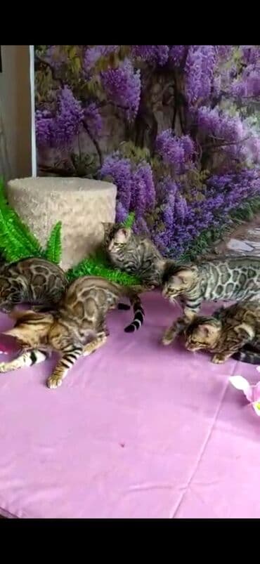 новорожденные котята: Бенгальские котята Проф.Питомник Бен Гла Мур предлагает.чудесных — 9