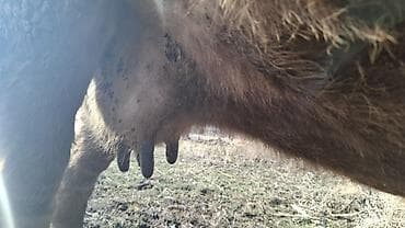 хмонг собака цена россия: Продаю | Корова (самка) | Швицкая, Симментальская | Для разведения, Для молока | Племенные, Стельные — 3