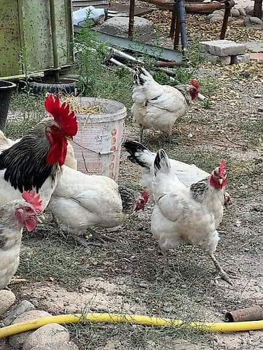 продаю птиц: Продаю | Куры, Петух, Цыплята — 1